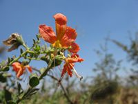 Clerodendron uncinatum fl5-t.JPG